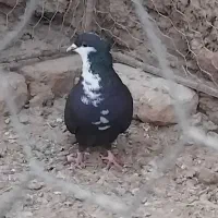 کبوتر  ریش کاکل|پرنده|کرباسک, |دیوار