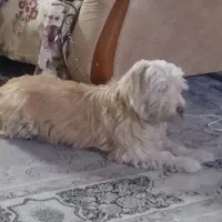 سگ تریر  پیدا شده