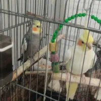 عروسی  هلندی جفت سخنگو