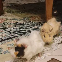 واگذاری یک جفت خوکچه هندی ناز و شیطون