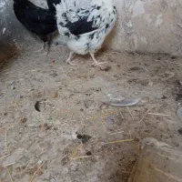 مرغ خروس گلین