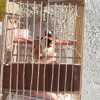 سهره بشرط نر و بخون|پرنده|اردل, |دیوار