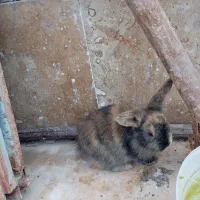 خرگوش لوپ|موش و خرگوش|بندرعباس, |دیوار