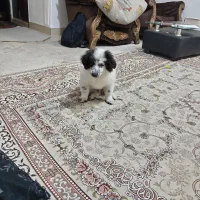 یک ساله