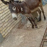 خر گله ای نر