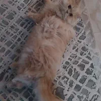 واگذاریه گربه