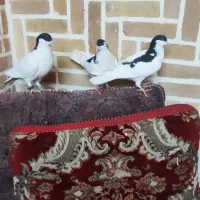 چند عدد کفتر درجه یک|پرنده|اردکان, |دیوار