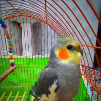 طوطی عروس هلندی|پرنده|پیرانشهر, |دیوار