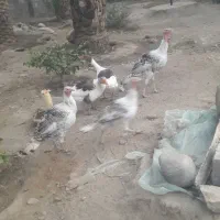 فروش بوقلمون وغاز محلی|حیوانات مزرعه|جیرفت, |دیوار