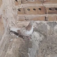 ساده هفترنگ نر