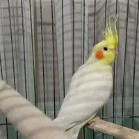 عروس هلندی ماده  مست