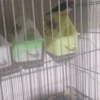 همه سالم وواکسن خورده