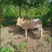 دوتا گاوه ماده بفروش میرسد مایه هستن