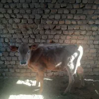 ۶راس سیمیتال درجه یک