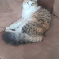 گربه موبلند ماده رایگان