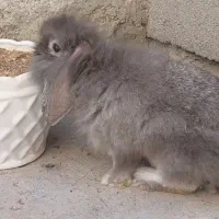 خرگوش