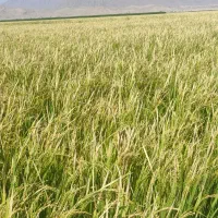 برنج کامفیروز درجه یک به شرط|خوردنی و آشامیدنی|بانش, |دیوار