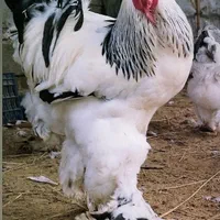 جوجه برهمااصل دوماهه به بالا|حیوانات مزرعه|خوی, |دیوار