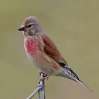 سهره سینه سرخ|پرنده|خمینی‌شهر, |دیوار