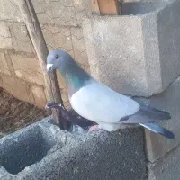 فروش کبوترسبز ونقره ای بی خط