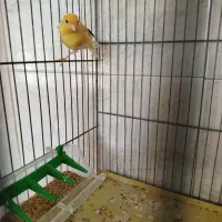 قناری|پرنده|شیراز, آزادگان|دیوار