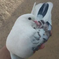 کبوتر کفتر