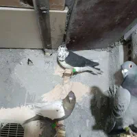 کفتر پرشی کلاغ زرد|پرنده|مشهد, امیرآباد|دیوار