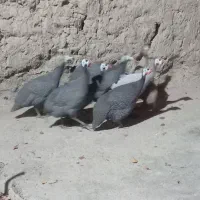 مرغ قرقابل|حیوانات مزرعه|چناران, |دیوار