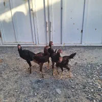 جوجه خروس لاری