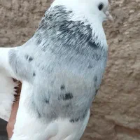 طوق الماسی شازده یی ماده
