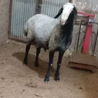 فروش بره شال