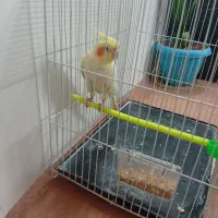 عروس هلندی