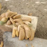 نهالستان صنوبر پسته|عمده‌فروشی|دشتابی, |دیوار