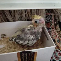 عروس هلندی|پرنده|پاکدشت, پاکدشت (مامازند)|دیوار