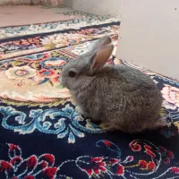 خرگوش خونگی