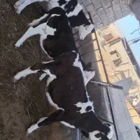 دوعدد تلیسه نژاد دار قیمت دونه ای ۵۳|حیوانات مزرعه|نیشابور, محله میدان باغات|دیوار