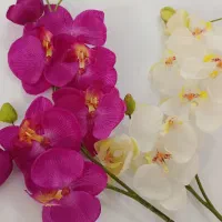 گل ارکیده خارجی
