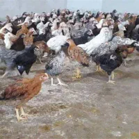 جوجه گلپایگان ۵۰روزه