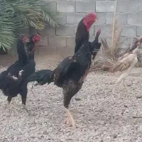 تخم مرغ نطفه دار لاری اوشامو
