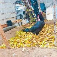 خروس لاری|حیوانات مزرعه|آذرشهر, |دیوار