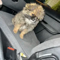 توله پامرانین خرسی سایز صفر مینیاتوری