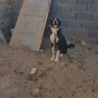 سگ جنس دار