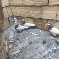 کبوتر