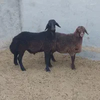 بره هترو افشار دوقل