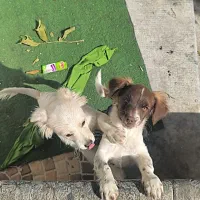 واگذاری سگ شیپیتزو|سگ|تبریز, |دیوار