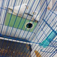 مرغ عشق آماده|پرنده|خوی, |دیوار