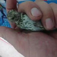 جوجه سهره سیاه سر طوق دار منطقه خوب