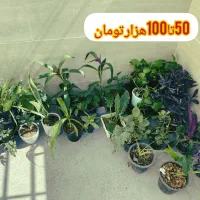 گل خانگی ارزان|گل و گیاه طبیعی|بروجرد, |دیوار
