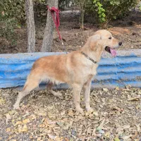 سگ افغان تایگر گلدن رتریور ژرمن بلک پامراشپیتز|سگ|کرمان, |دیوار