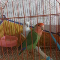 طوطی برزیلی دارم برای فروش